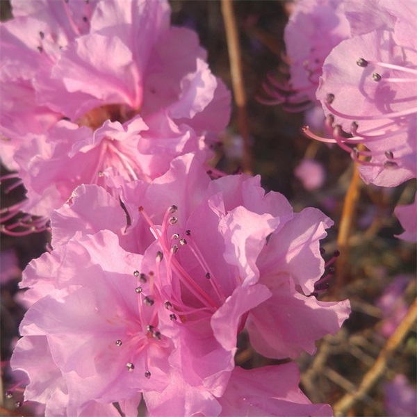 冰岛虞美人的花语