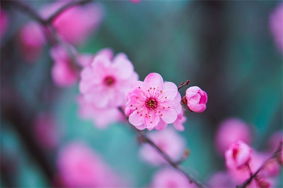 春节顾客祝福语85句 春节顾客祝福语85句