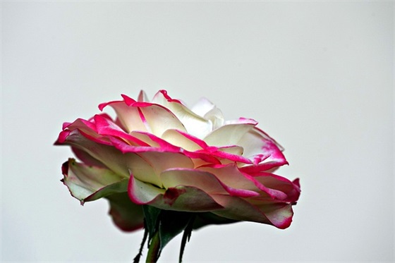 2025芒种祝福语 芒种朋友圈文案大全 2025芒种祝福语 芒种朋友圈文案大全