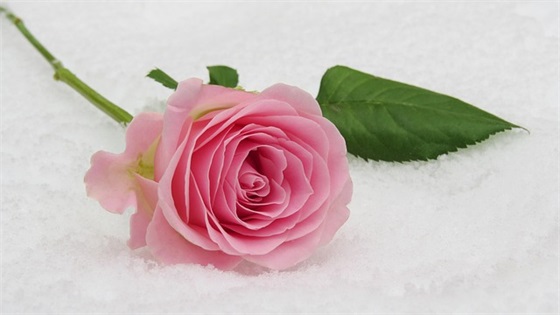 春节过年快乐祝福语大全 春节过年快乐祝福语大全