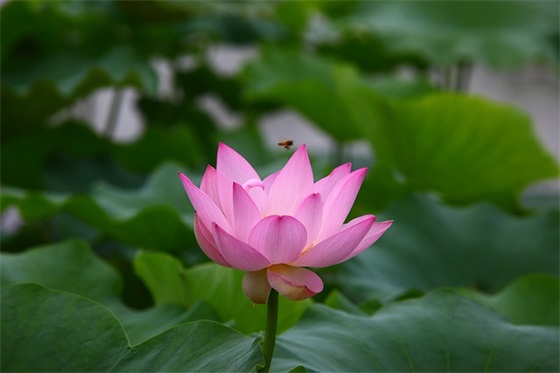 元旦经典语录-55句