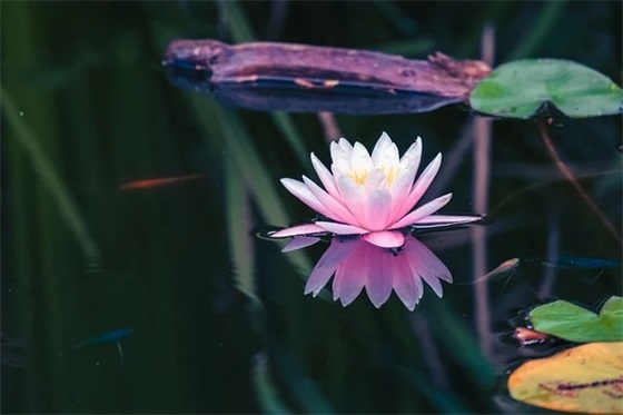 贬低拍马屁的经典语录 【鄙视拍马屁的人的句子】