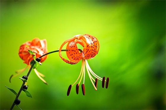 关于清明节的语录-60句