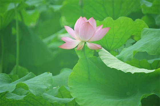 胡一菲语录经典 【胡一菲说的经典语录】