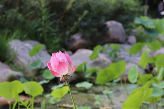小寒祝福语问候短信大全
