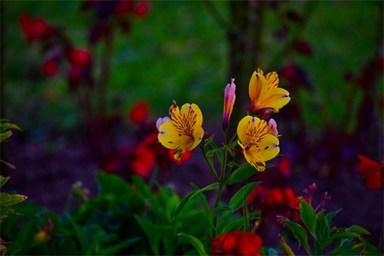 给老师元旦节祝福语81句