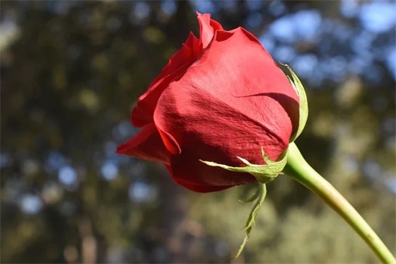中秋节给领导祝福语83句
