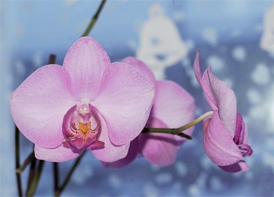 17年春节祝福语82句