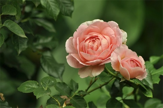 萌芽阅读答案 萌芽阅读答案