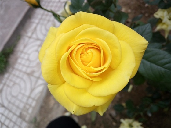 插花的的技巧 插花的的技巧