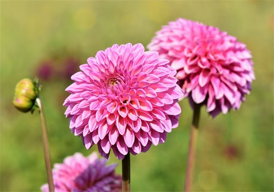 元宵节祝福语2025最火简短句子精选 元宵节祝福语2025最火简短句子精选