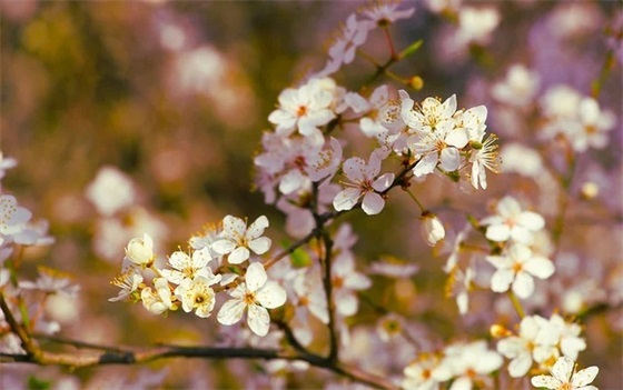 研究生教师节祝福语58句 研究生教师节祝福语58句