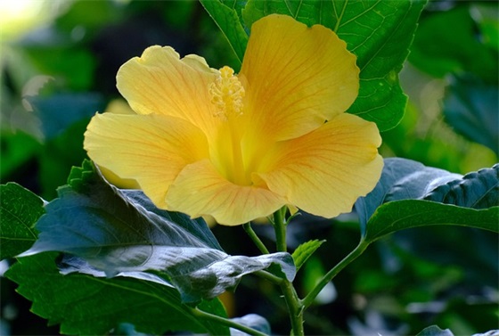 2025年虎年春节祝福语短句 虎年春节祝福语 2025年虎年春节祝福语短句 虎年春节祝福语