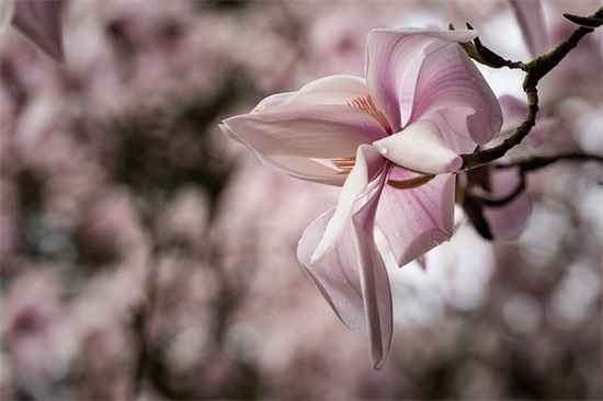 中秋节赏月祝福寄语 中秋祝福寄语 中秋节赏月祝福寄语 中秋祝福寄语