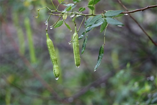 爱护花草树木范例6篇 爱护花草树木范例6篇