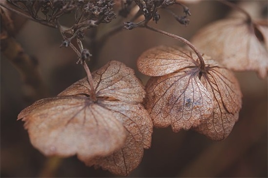 三八节问候语83句