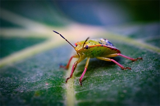 母亲节问候语81句