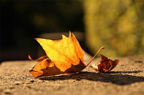 祝福导师生日的话语83句