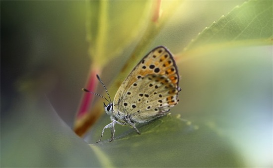 怀着感恩之心的好句子