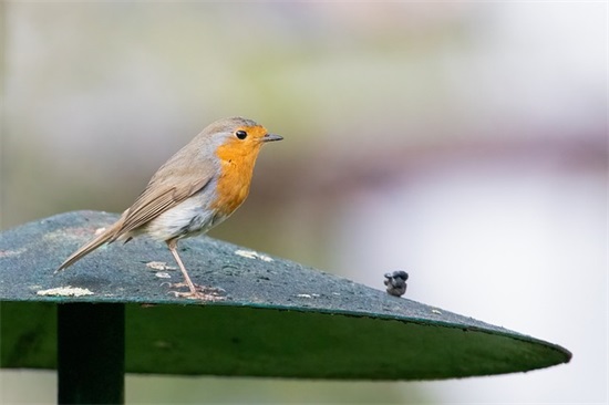2025精彩的春节对联句子 春联大全 对联句子