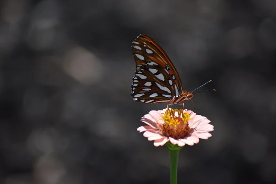 努力不会被辜负的句子 努力终归有回报的句子