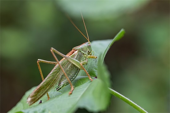 怎样表达人的孤独句子