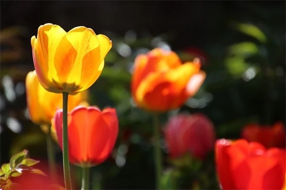 幸福的英语句子