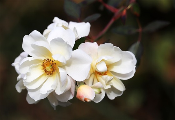 优美的英语句子 优美英语句子 优美的英语句子 优美英语句子