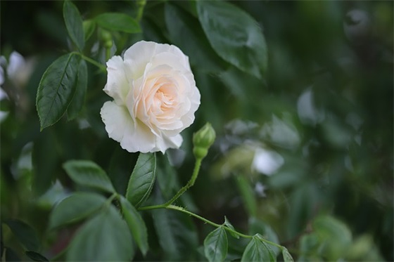 感觉自己有些多余的句子