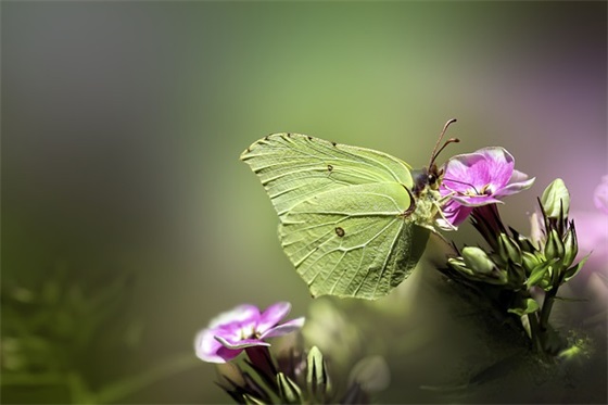 描写欢乐心情的句子57句