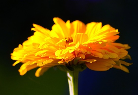 阳光心态的正能量句子文案