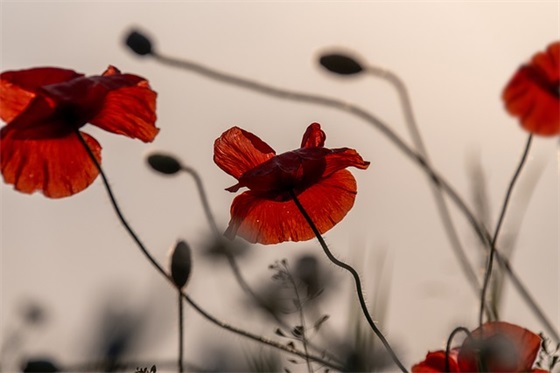 关于你不懂我的句子