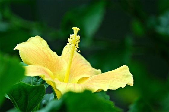 表示对爱情不抱希望的句子 对爱情失望无奈的句子