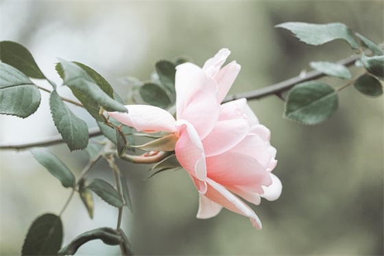 抖音最火单身句子 女人高傲单身的句子