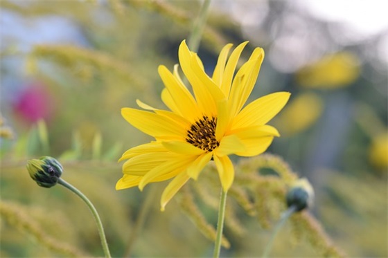 关于心情很好的句子85句