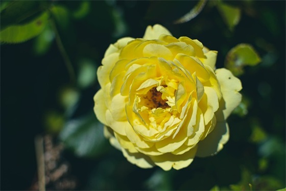 2025年植树节创意祝福文案句子(植树节发圈的句子)