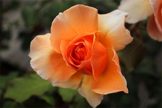 qq飞车表白句子80句