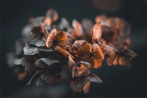 哪些是描写景物的句子段落