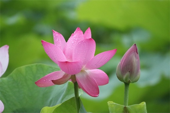 飞屋环游记影评