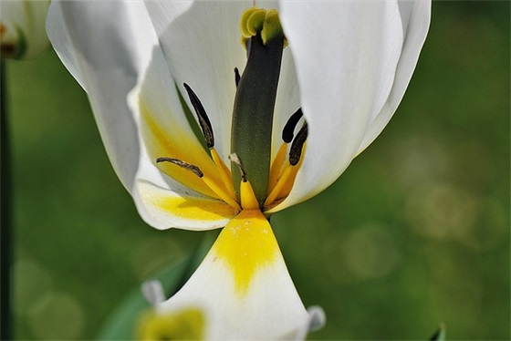 初中生物教学计划