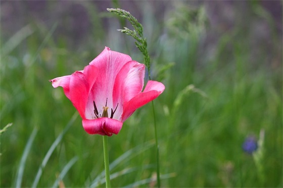 农业技术推广论文（通用7篇）