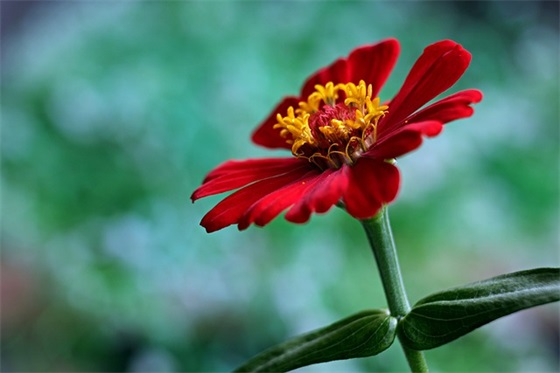 五四青年节讲话稿（精选11篇）