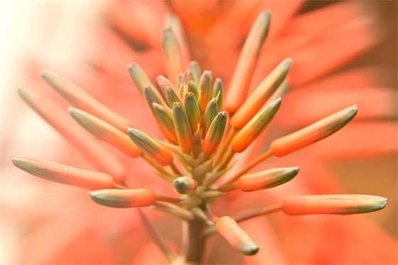 开场白和结束语（通用5篇）