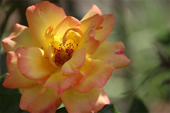 描写马的古诗精选