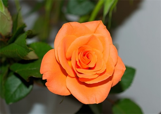 捷足先登(猜一电影片名)