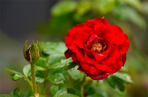 花开花落的句子精选123句