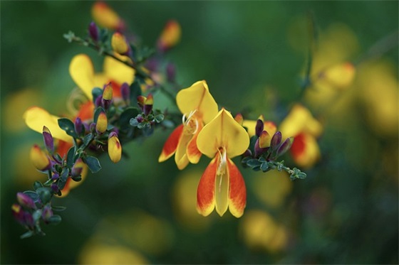 有寓意的生僻字网名精选66个