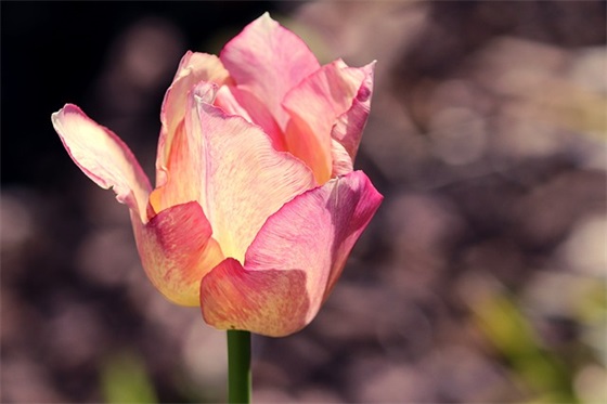 五字网名古风唯美