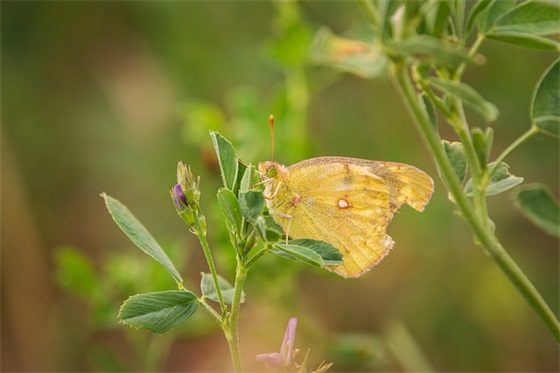 随机昵称网名生成器【38个精选】