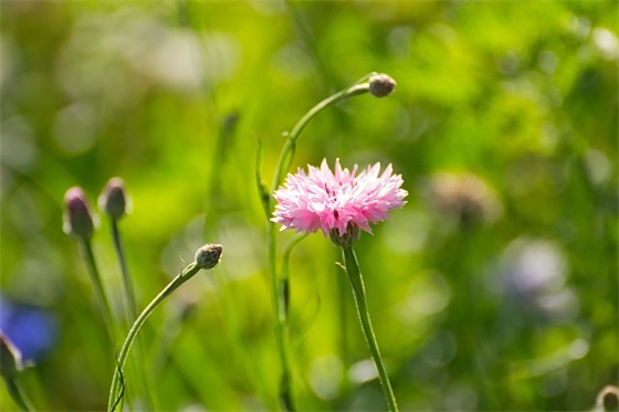 吃鸡撩妹名字大全